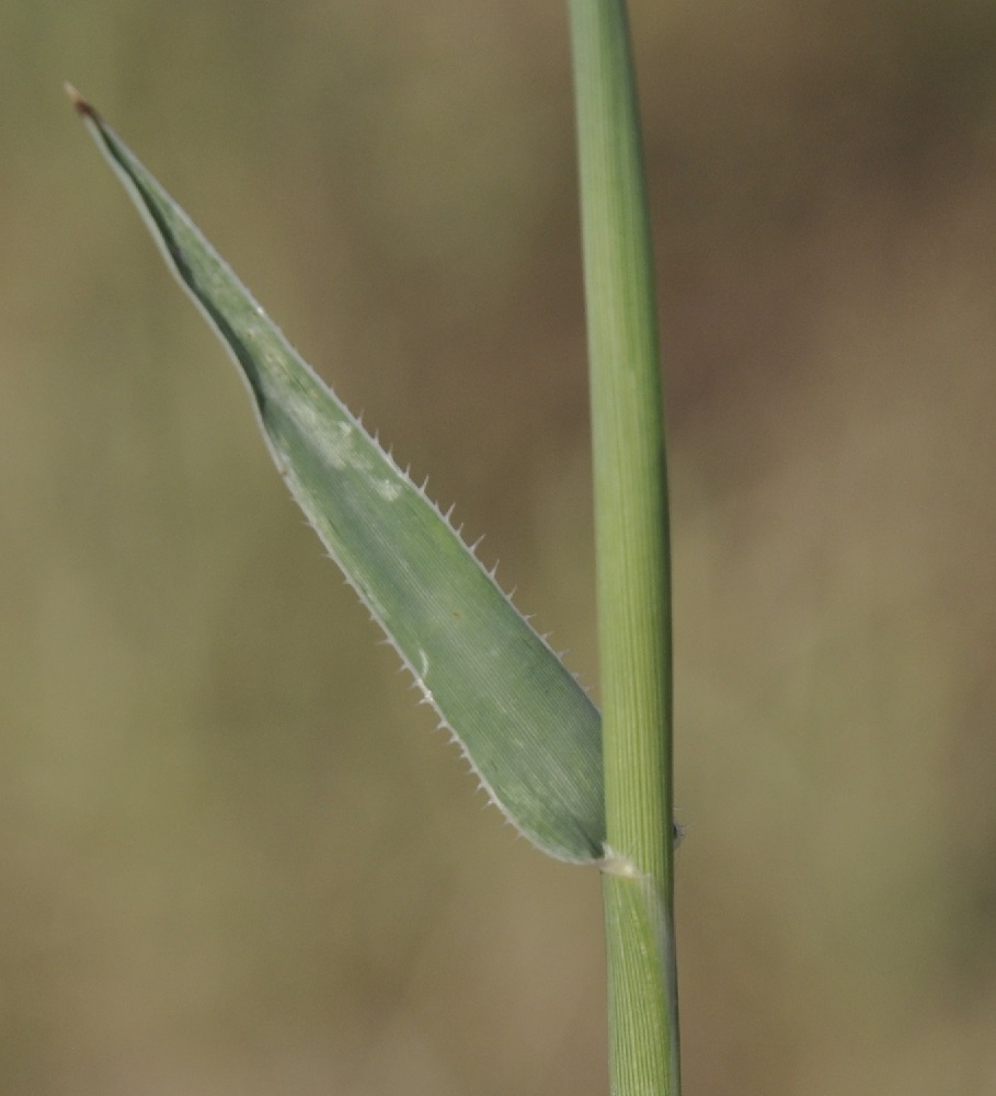 Image of Tragus racemosus specimen.