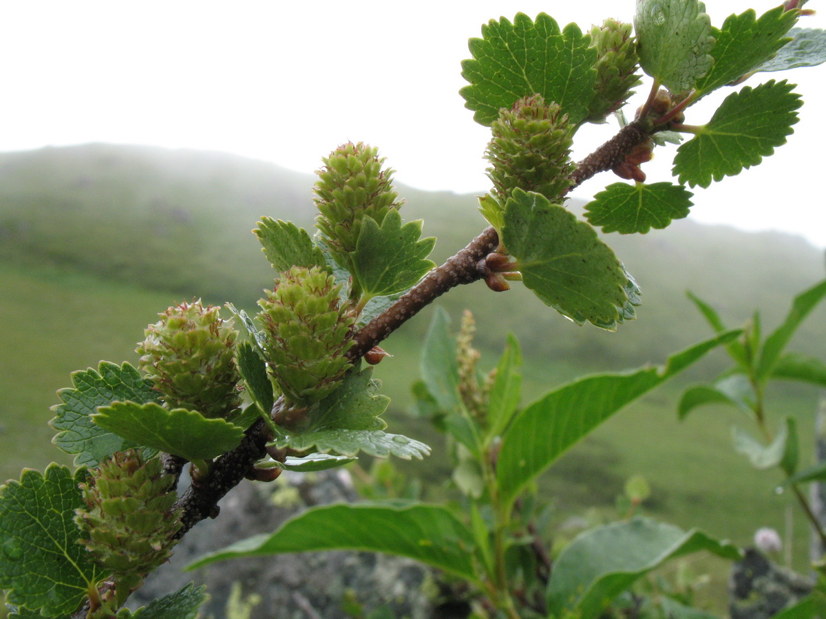 Изображение особи Betula rotundifolia.