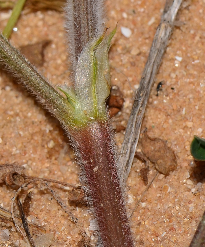 Image of Onobrychis squarrosa specimen.