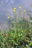 Ranunculus sardous