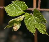 genus Vitis. Побег с нераспустившимися соцветиями. Московская обл., Раменский р-н, окр. дер. Хрипань, садовый участок. 16.05.2014.