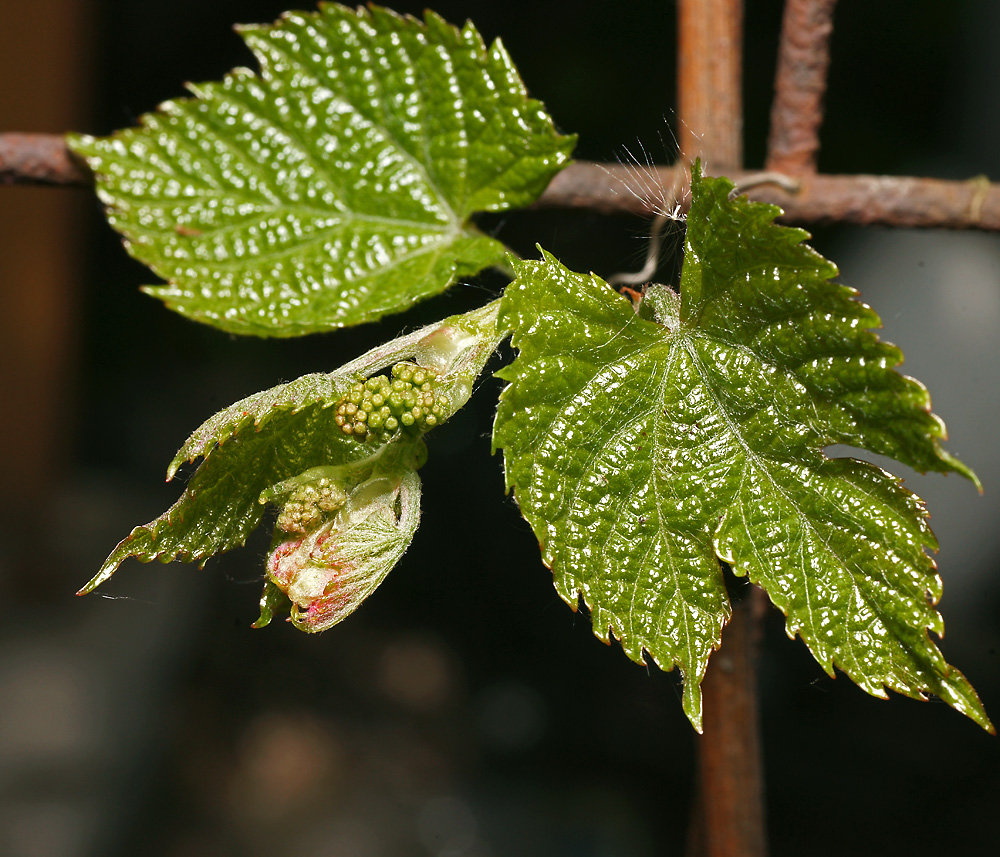 Изображение особи род Vitis.