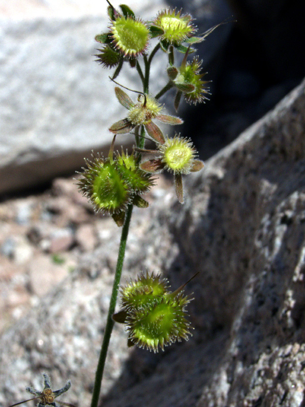 Image of Lindelofia macrostyla specimen.