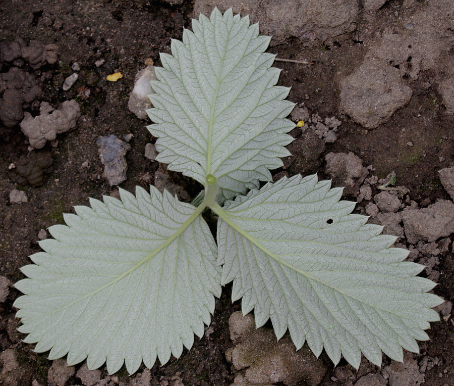 Изображение особи Potentilla argyrophylla var. atrosanguinea.