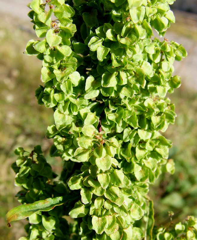 Image of Rumex longifolius specimen.