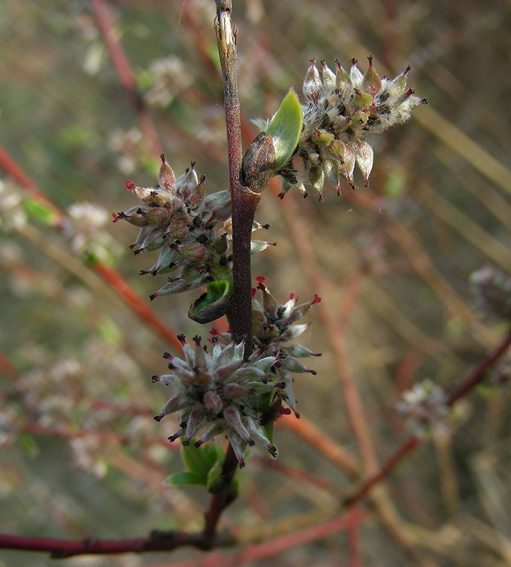 Image of Salix rosmarinifolia specimen.