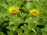 Inula grandiflora