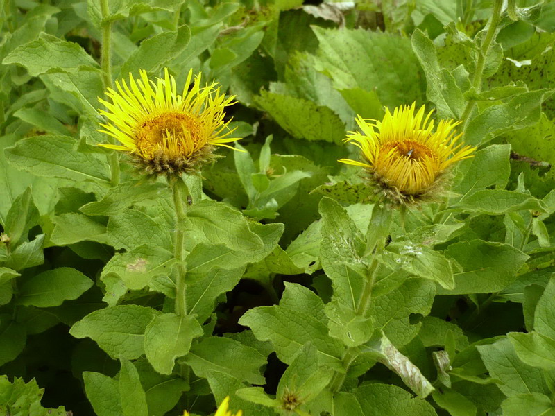 Изображение особи Inula grandiflora.
