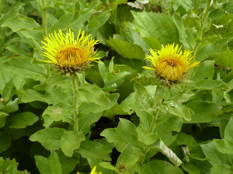 Изображение особи Inula grandiflora.