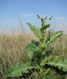 Sonchus asper. Растение в сазовой степи. Краснодарский край, Кущёвский р-н, станица Шкуринская. 05.10.2009.