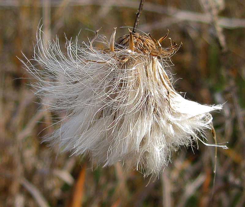 Image of Cirsium setosum specimen.