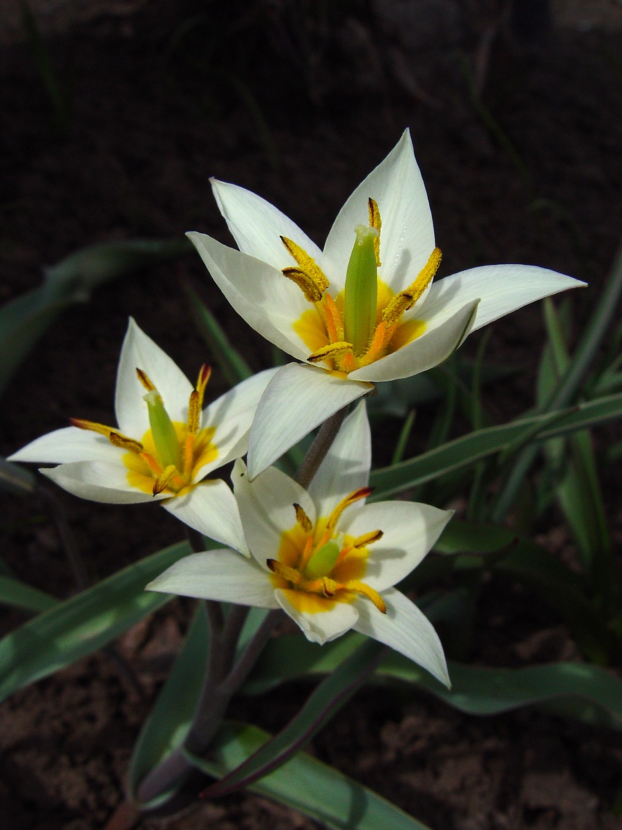 Изображение особи Tulipa bifloriformis.