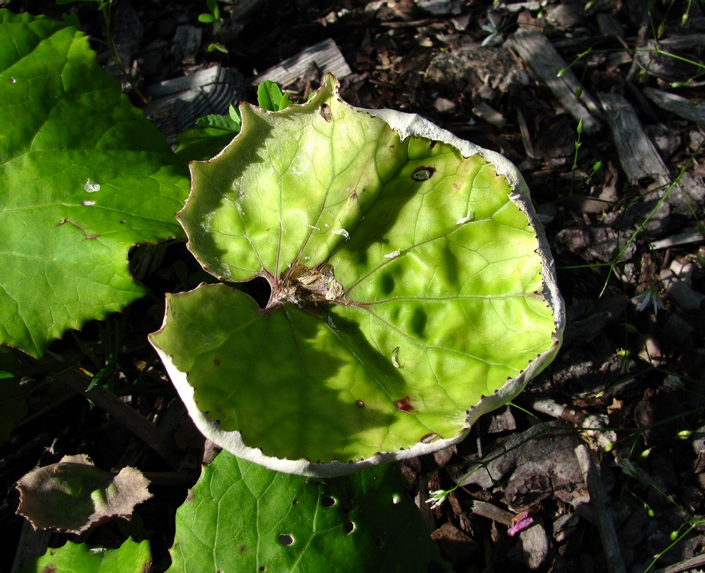 Image of Tussilago farfara specimen.