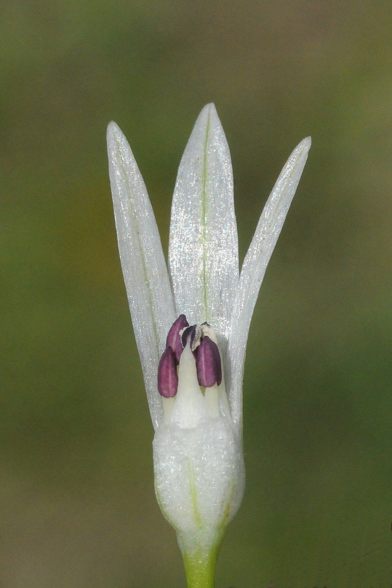 Изображение особи Allium darwasicum.
