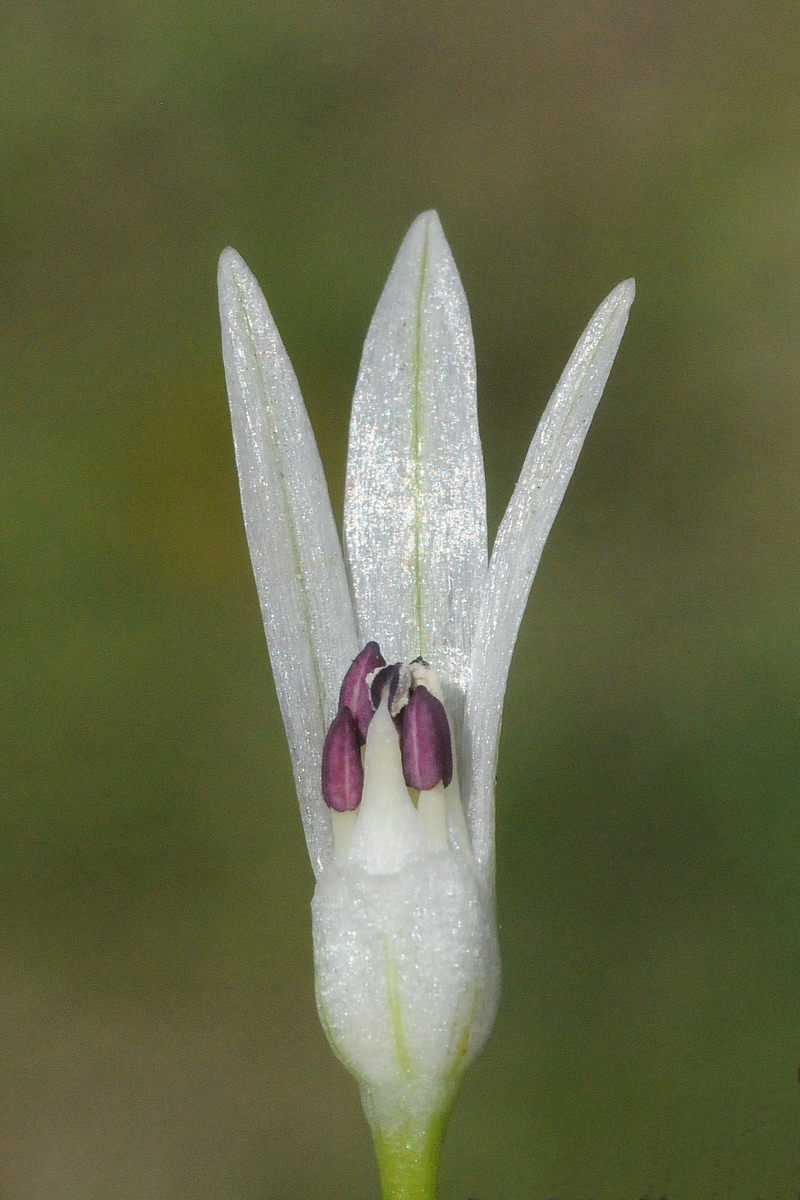 Image of Allium darwasicum specimen.