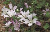 Malva erecta