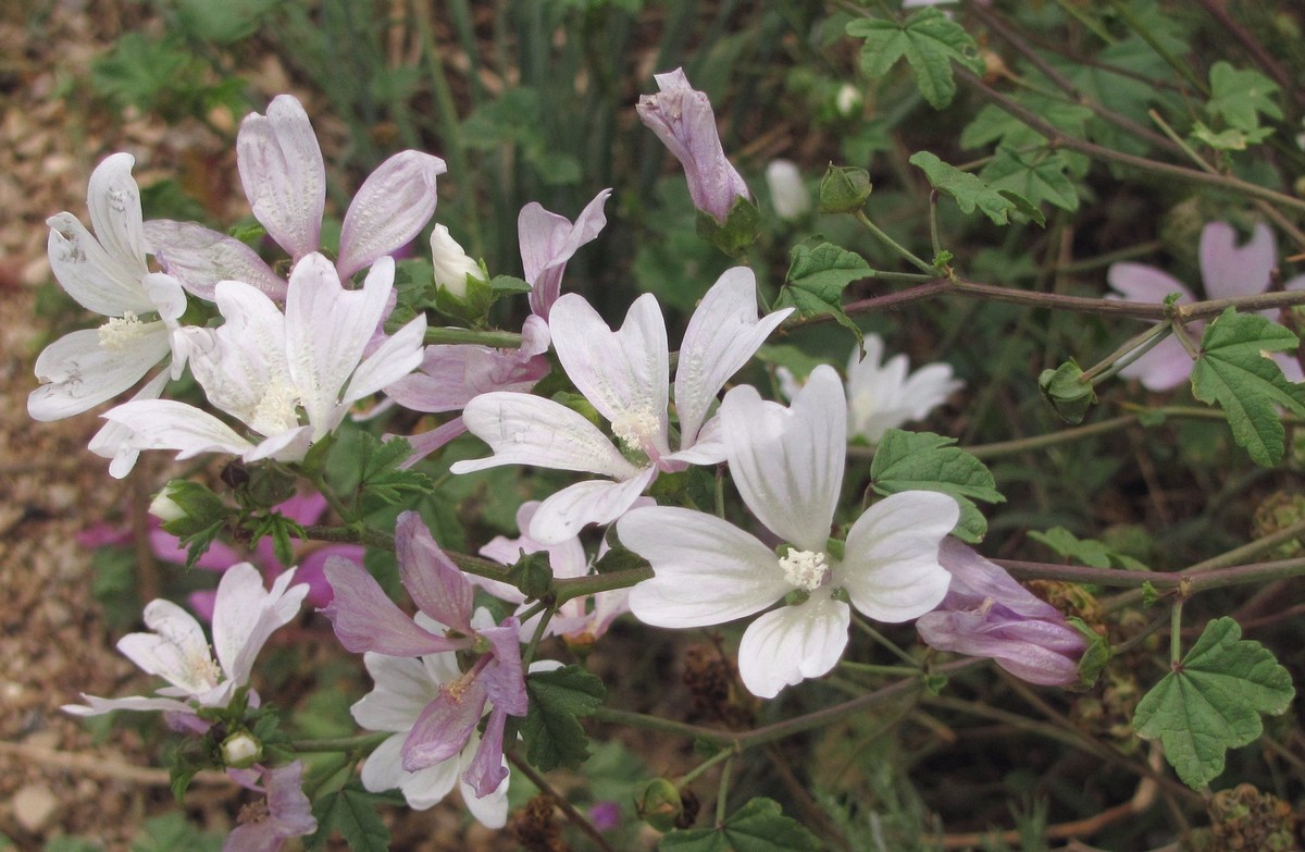 Image of Malva erecta specimen.