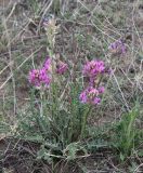 Oxytropis ammophila. Цветущее растение. Хакасия, окр. с. Аршаново, степь на песках. 23.05.2015.