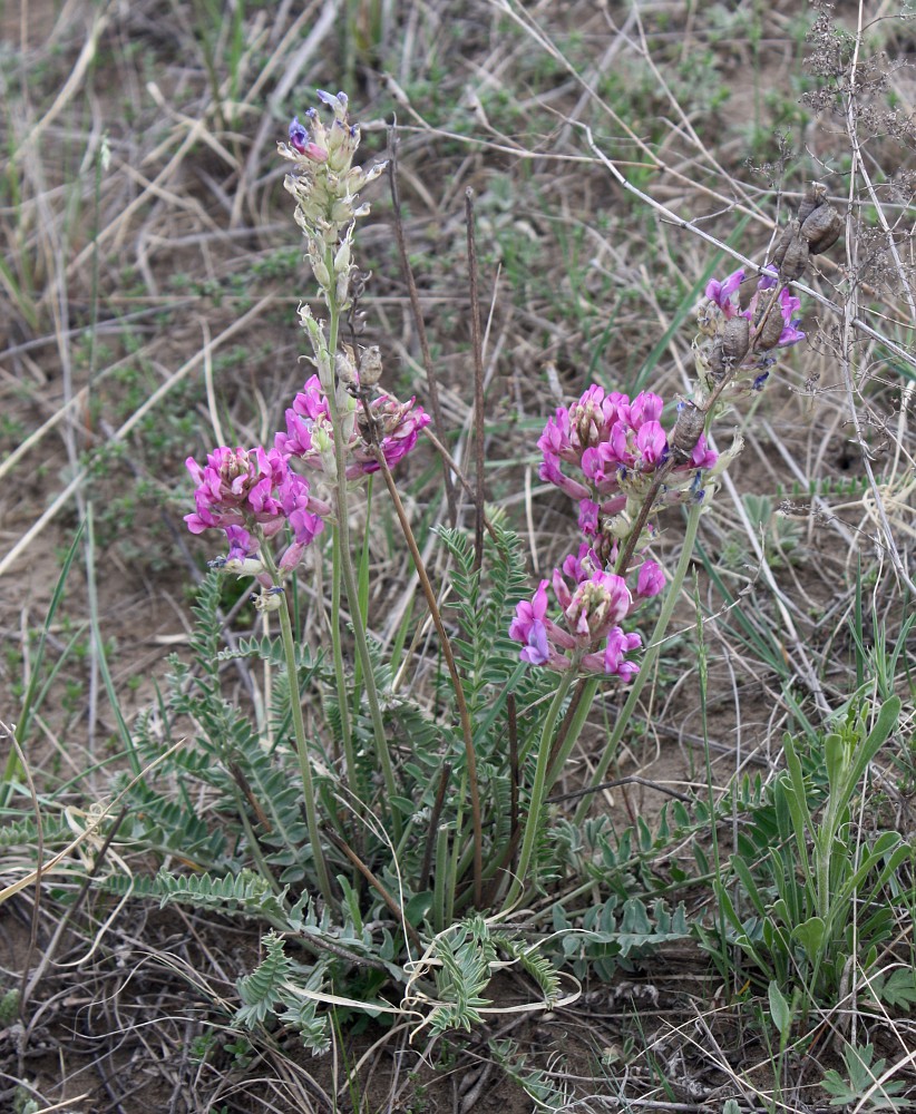 Изображение особи Oxytropis ammophila.