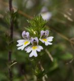 Euphrasia brevipila