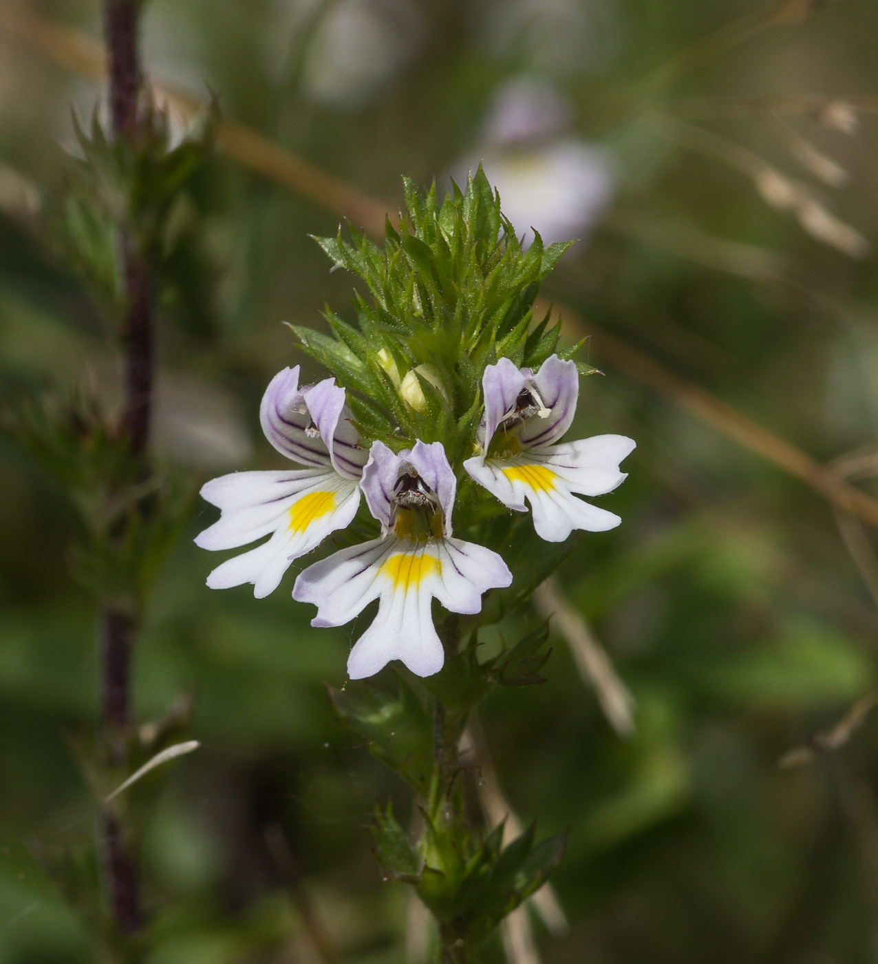 Изображение особи Euphrasia brevipila.