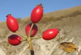 Rosa corymbifera. Соплодие. Краснодарский край, м/о г. Новороссийск, хр. Маркотх, каменистый склон горы. 12.10.2014.