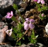 Silene acaulis. Цветущее растение. Москва, БС МГУ. 27.05.2003.