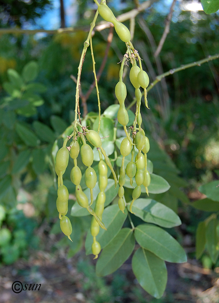 Изображение особи Styphnolobium japonicum.