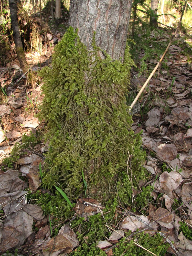 Image of Rhytidiadelphus triquetrus specimen.
