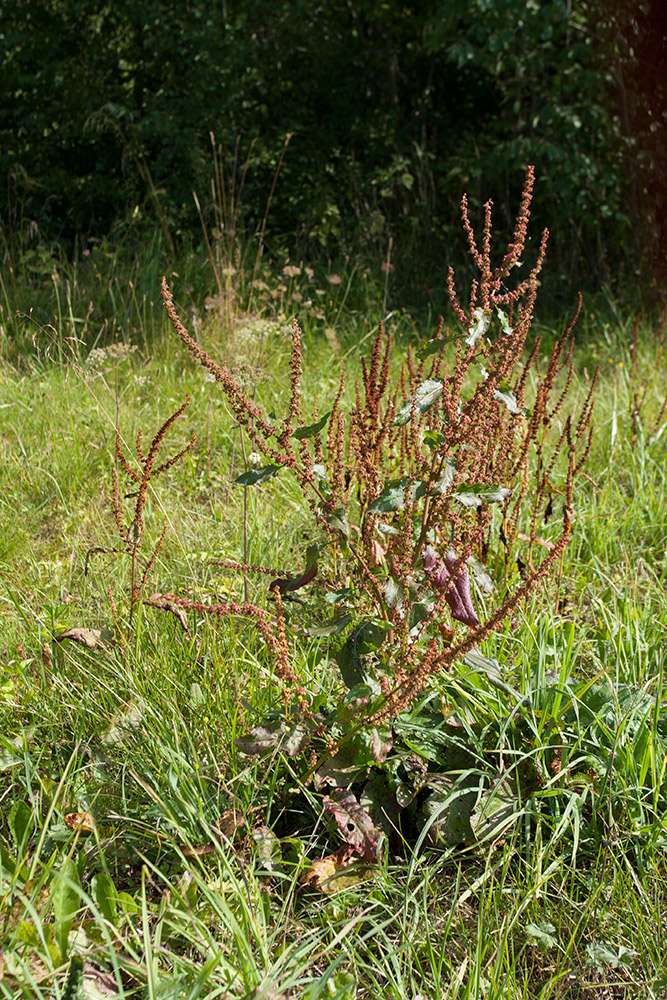 Изображение особи Rumex sylvestris.