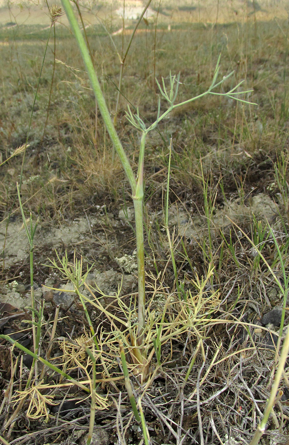Image of Seseli varium specimen.