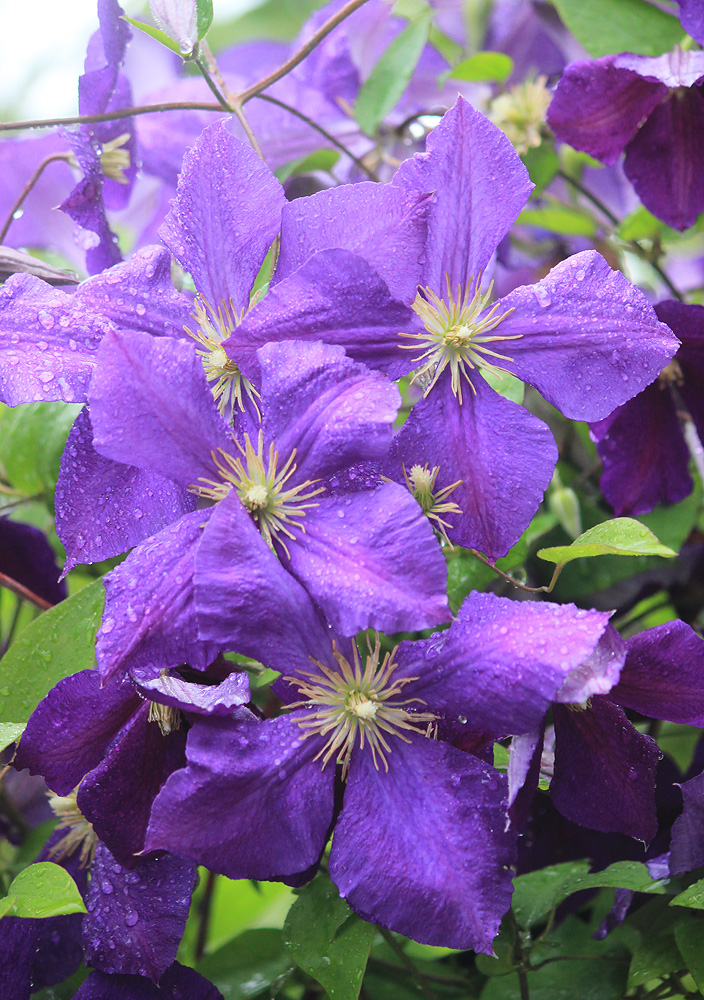 Изображение особи Clematis viticella.