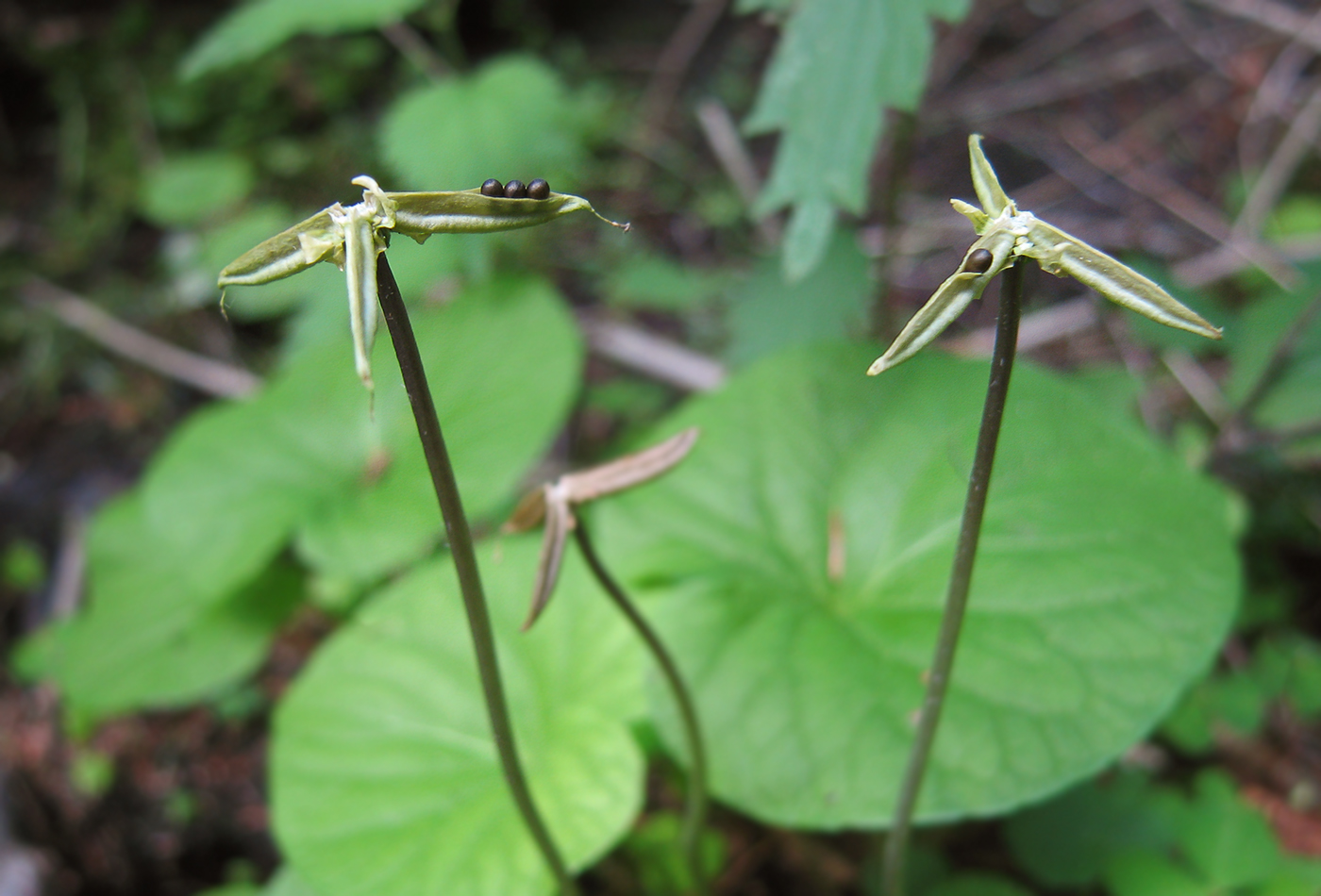 Image of Viola epipsila specimen.