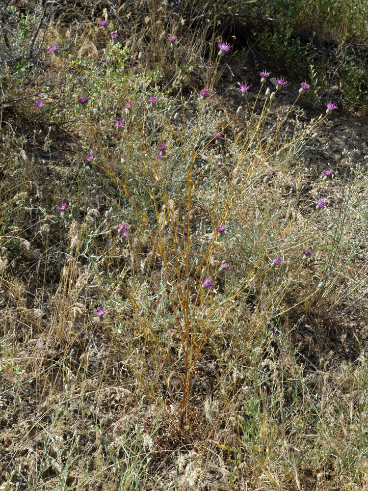 Image of Cousinia submutica specimen.