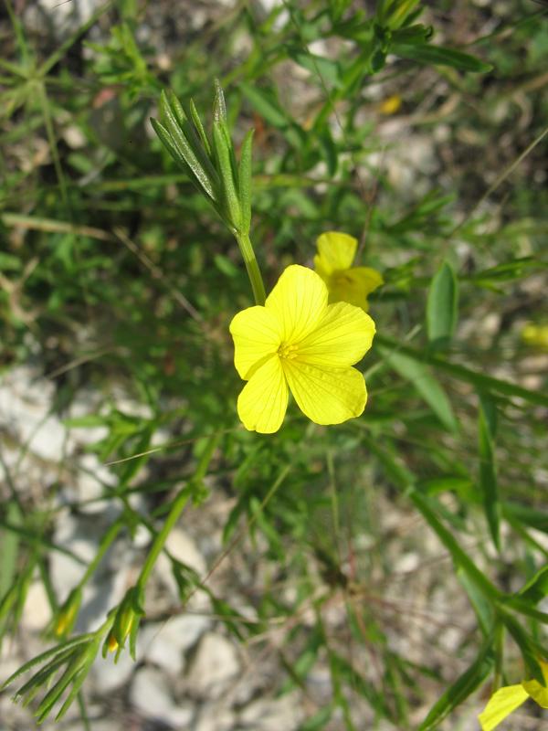 Изображение особи Linum nodiflorum.