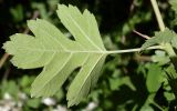 род Crataegus