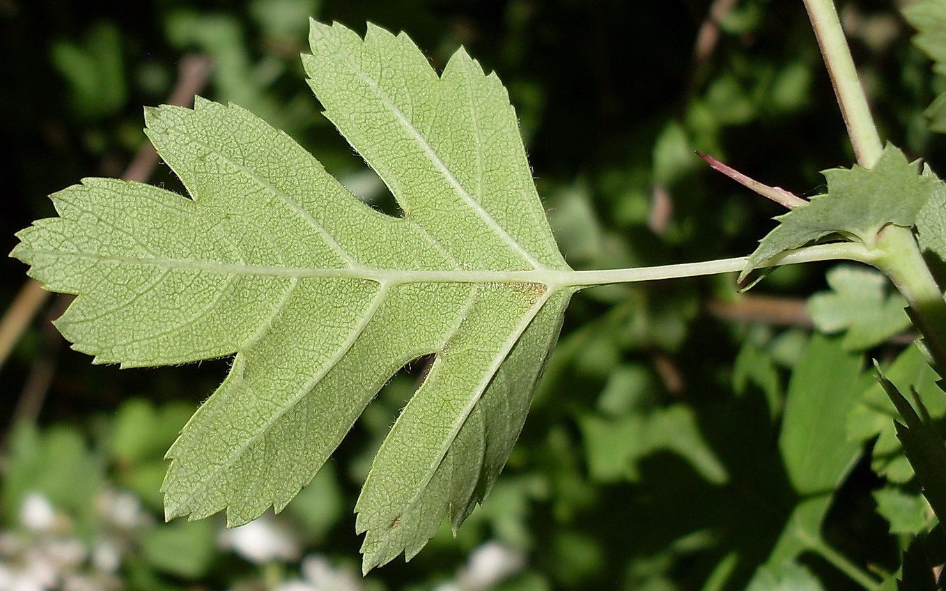 Изображение особи род Crataegus.