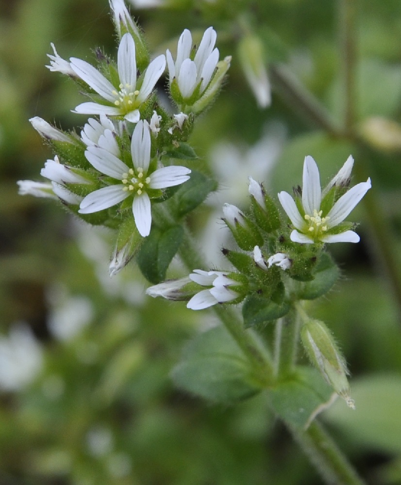 Image of Cerastium glomeratum specimen.