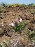Campylanthus salsoloides. Верхушки побегов с соцветиями. Испания, Канарские острова, Тенерифе, мыс Тено, заросли суккулентных кустарников на каменистом пляже. 5 марта 2008 г.