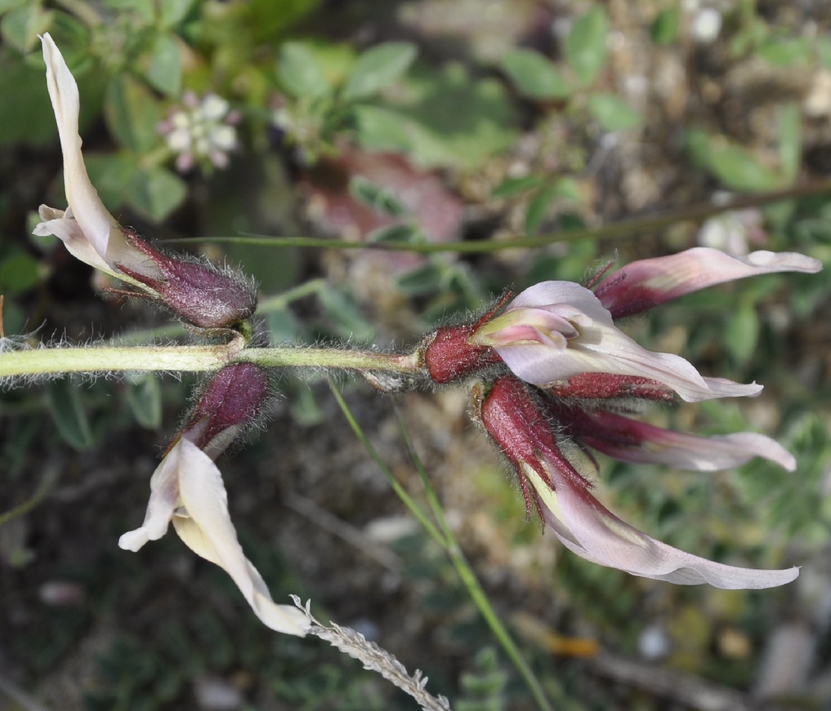 Изображение особи Astragalus suberosus ssp. haarbachii.