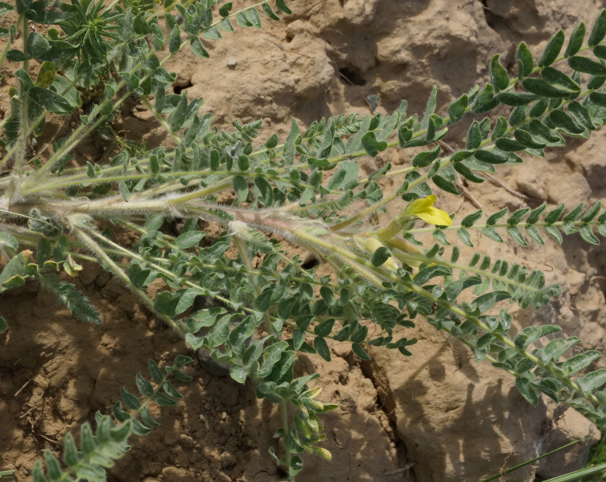 Изображение особи Astragalus larvatus.