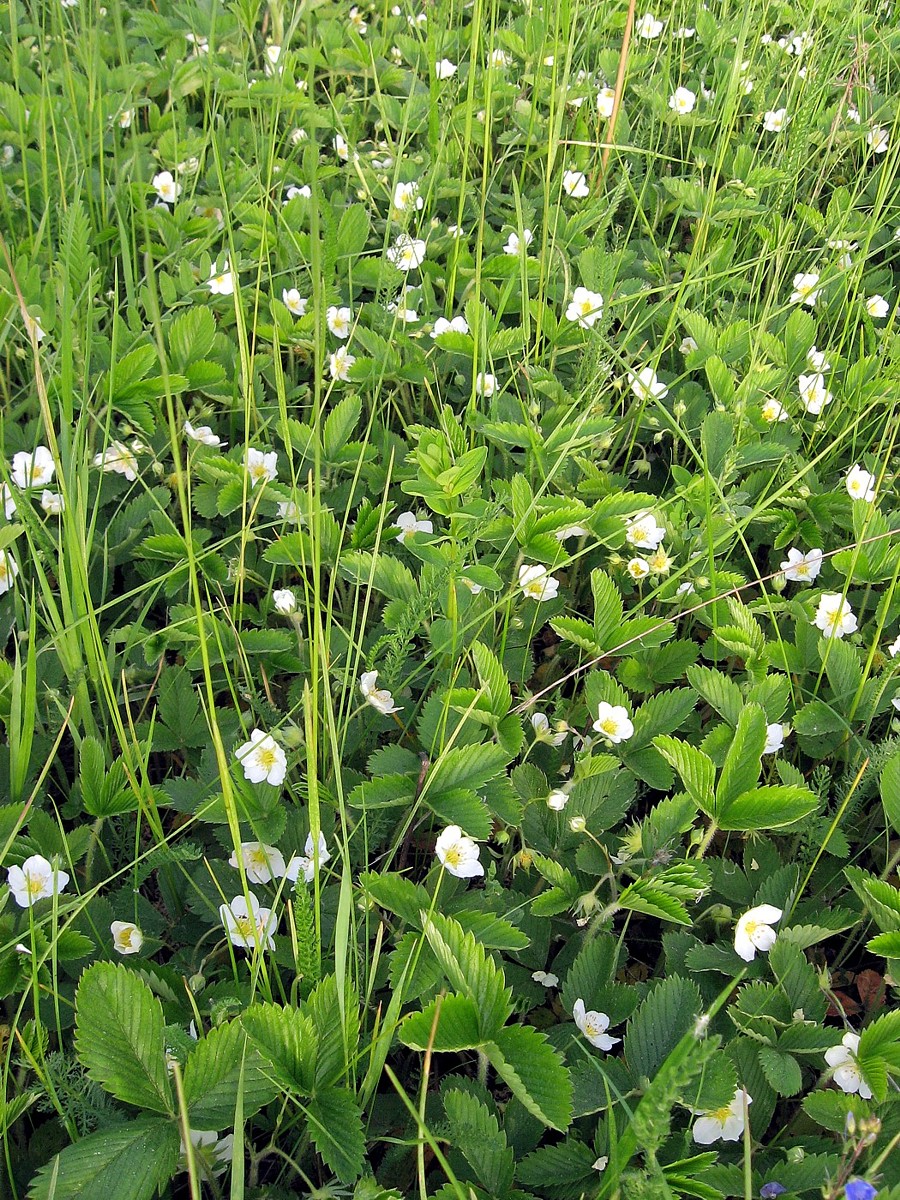 Image of Fragaria viridis specimen.