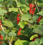 Ribes rubrum