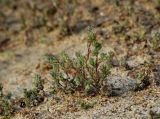 Camphorosma songorica. Группа растений в цвету на солончаковой пустоши с редкотравным однолетнесолянковым покровом, промеж галофильнокустарничковых куртин. Алтайский край, Родинский р-н, между cc. Тизек и Разумовка; Центральная Кулунда, солончаковая депрессия в 1.5 км от пологого южного берега оз. Кучукское; комплекс деградированных полугидроморфных галофильнозлаково-обионовых и галофильноразнотравно-однолетнесолянковых солончаков. 18 августа 2015 г.