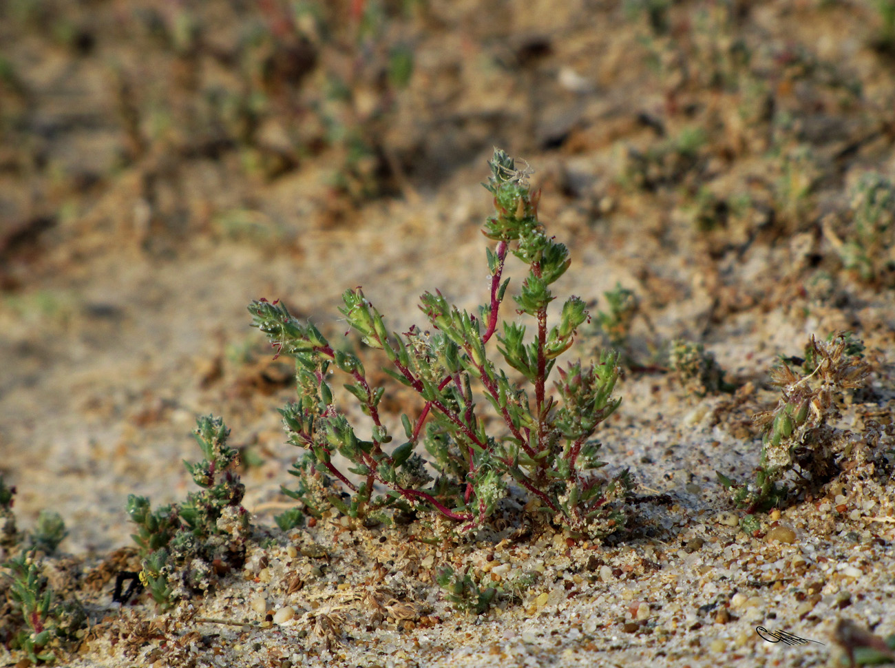 Изображение особи Camphorosma songorica.