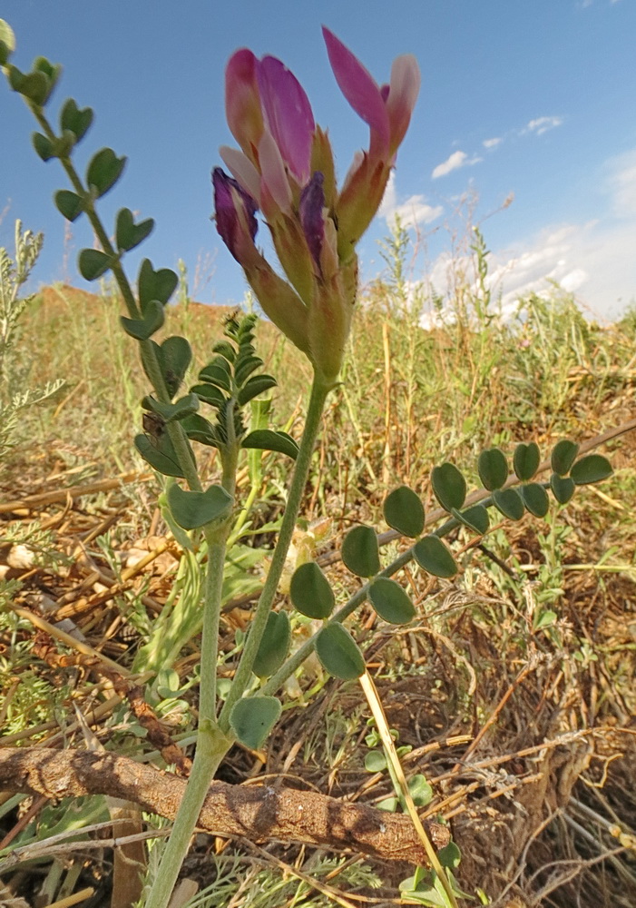 Изображение особи Astragalus albicans.