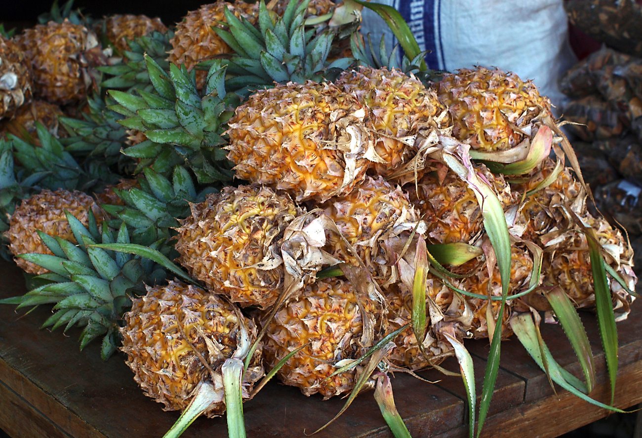 Изображение особи Ananas comosus.