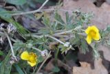 род Potentilla