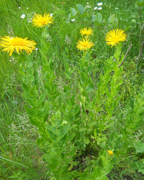 Изображение особи Inula orientalis.