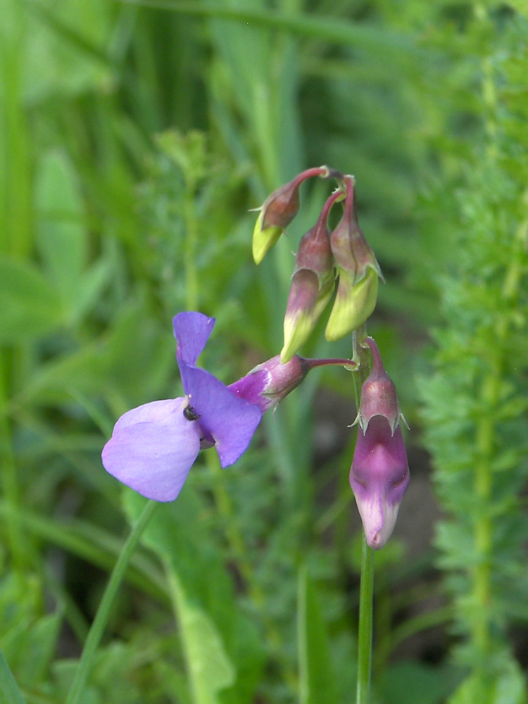 Изображение особи Lathyrus cyaneus.